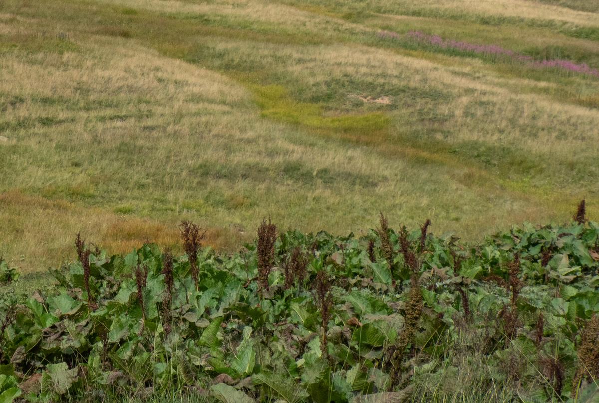 A green hillside with tall wild plants in the foreground