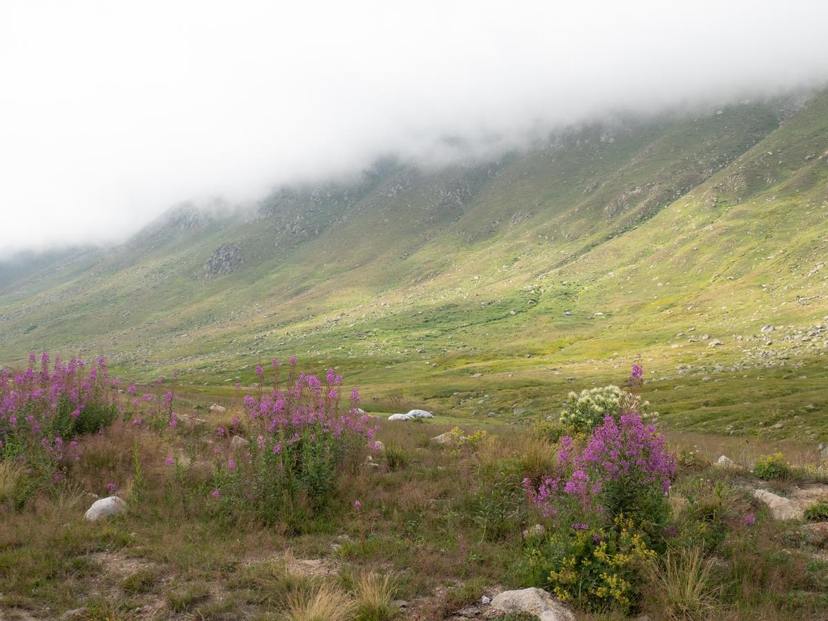 A mountain meadow with pink wildflowers, mist coming down the slope behind it